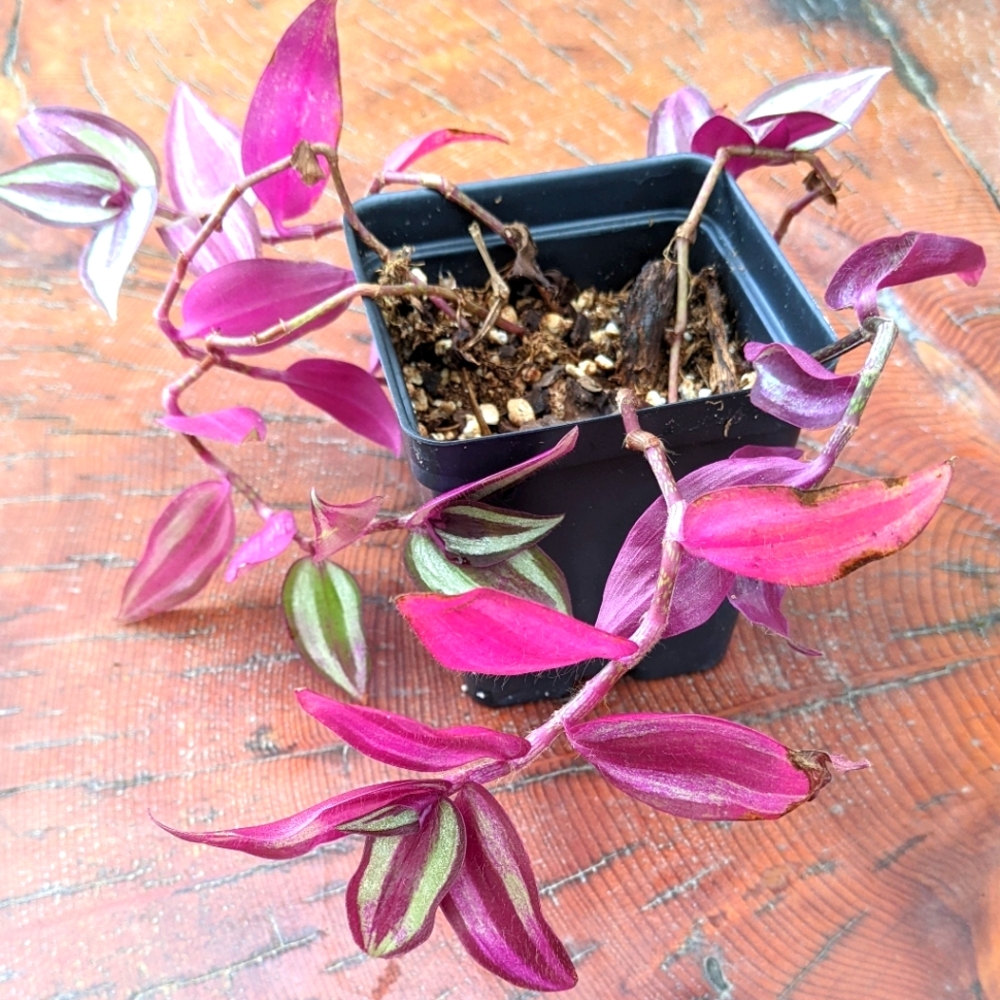 Wandering jew, Tradescantia zebrina, inch plant
